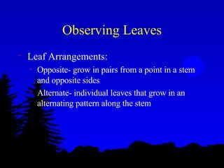 Observing Leaves Leaf Arrangements: Opposite- grow in pairs from a point in a stem and opposite sides Alternate- individual leaves that grow in an alternating pattern along the stem 