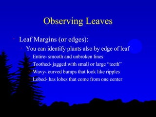 Observing Leaves Leaf Margins (or edges): You can identify plants also by edge of leaf Entire- smooth and unbroken lines Toothed- jagged with small or large “teeth” Wavy- curved bumps that look like ripples Lobed- has lobes that come from one center 