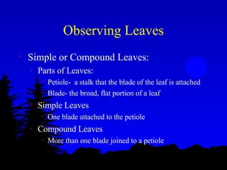 Observing Leaves Simple or Compound Leaves: Parts of Leaves: Petiole-  a stalk that the blade of the leaf is attached Blade- the broad, flat portion of a leaf Simple Leaves One blade attached to the petiole Compound Leaves More than one blade joined to a petiole 