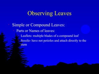 Observing Leaves Simple or Compound Leaves: Parts or Names of leaves: Leaflets: multiple blades of a compound leaf Sessile- have not petioles and attach directly to the stem 