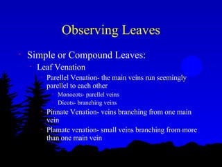 Observing Leaves Simple or Compound Leaves: Leaf Venation Parellel Venation- the main veins run seemingly parellel to each other Monocots- parellel veins Dicots- branching veins Pinnate Venation- veins branching from one main vein Plamate venation- small veins branching from more than one main vein 