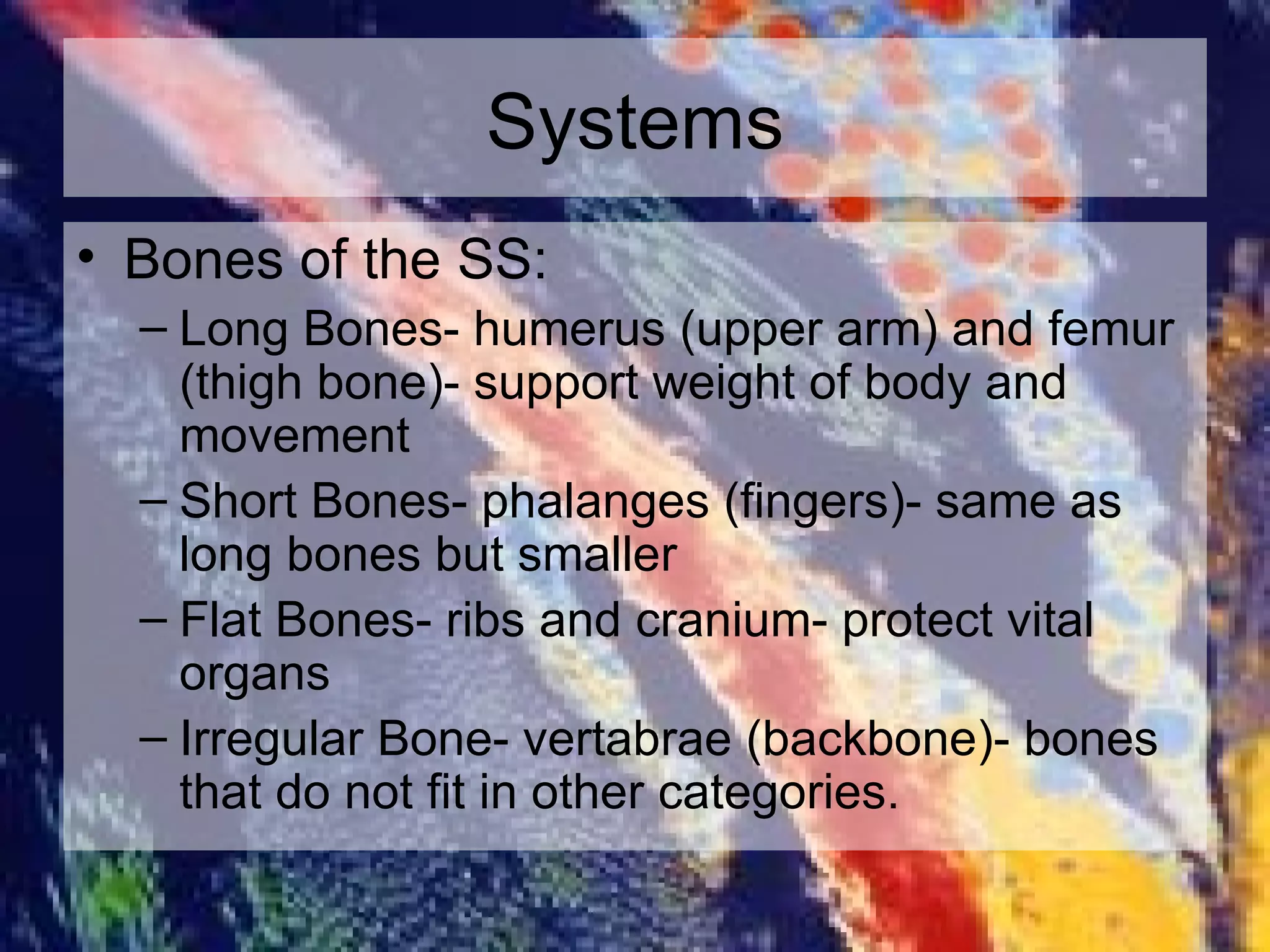 Systems Bones of the SS: Long Bones- humerus (upper arm) and femur (thigh bone)- support weight of body and movement Short Bones- phalanges (fingers)- same as long bones but smaller Flat Bones- ribs and cranium- protect vital organs Irregular Bone- vertabrae (backbone)- bones that do not fit in other categories. 