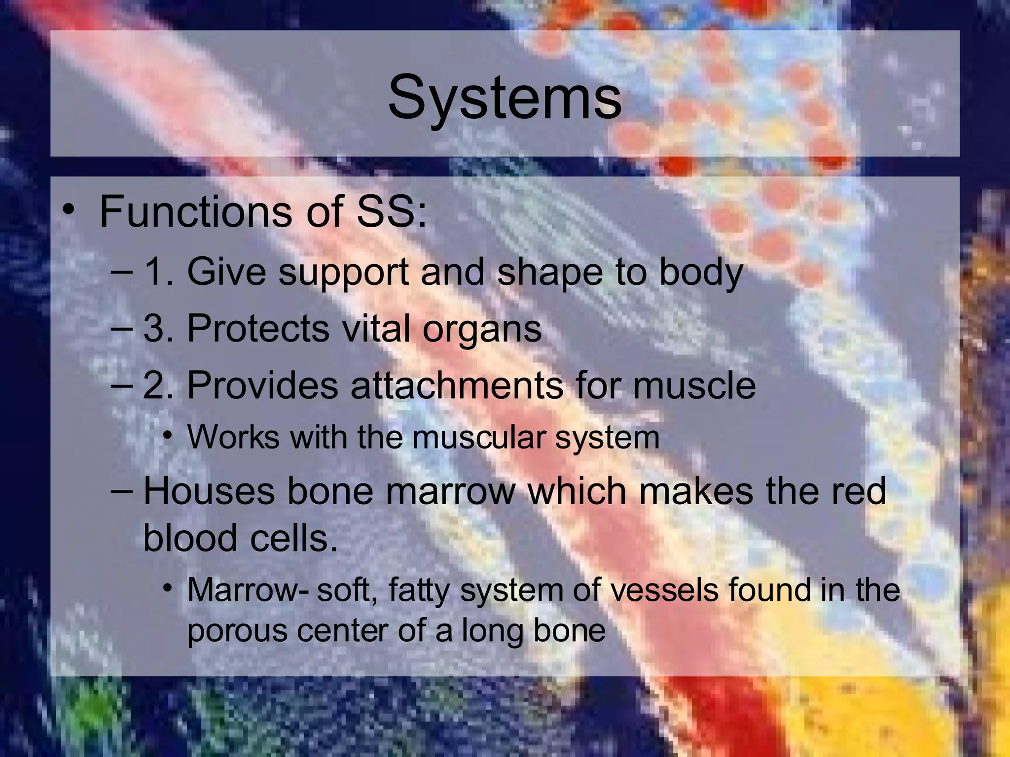 Systems Functions of SS: 1. Give support and shape to body 3. Protects vital organs 2. Provides attachments for muscle Works with the muscular system Houses bone marrow which makes the red blood cells. Marrow- soft, fatty system of vessels found in the porous center of a long bone 