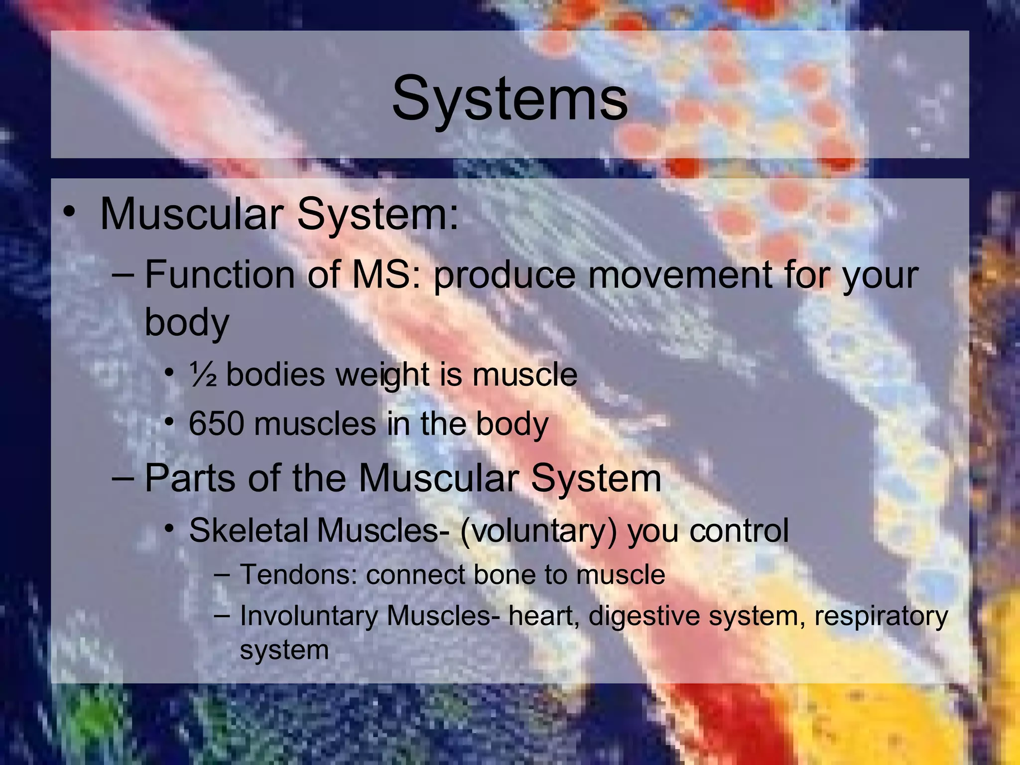 Systems Muscular System: Function of MS: produce movement for your body ½ bodies weight is muscle 650 muscles in the body Parts of the Muscular System Skeletal Muscles- (voluntary) you control  Tendons: connect bone to muscle Involuntary Muscles- heart, digestive system, respiratory system 