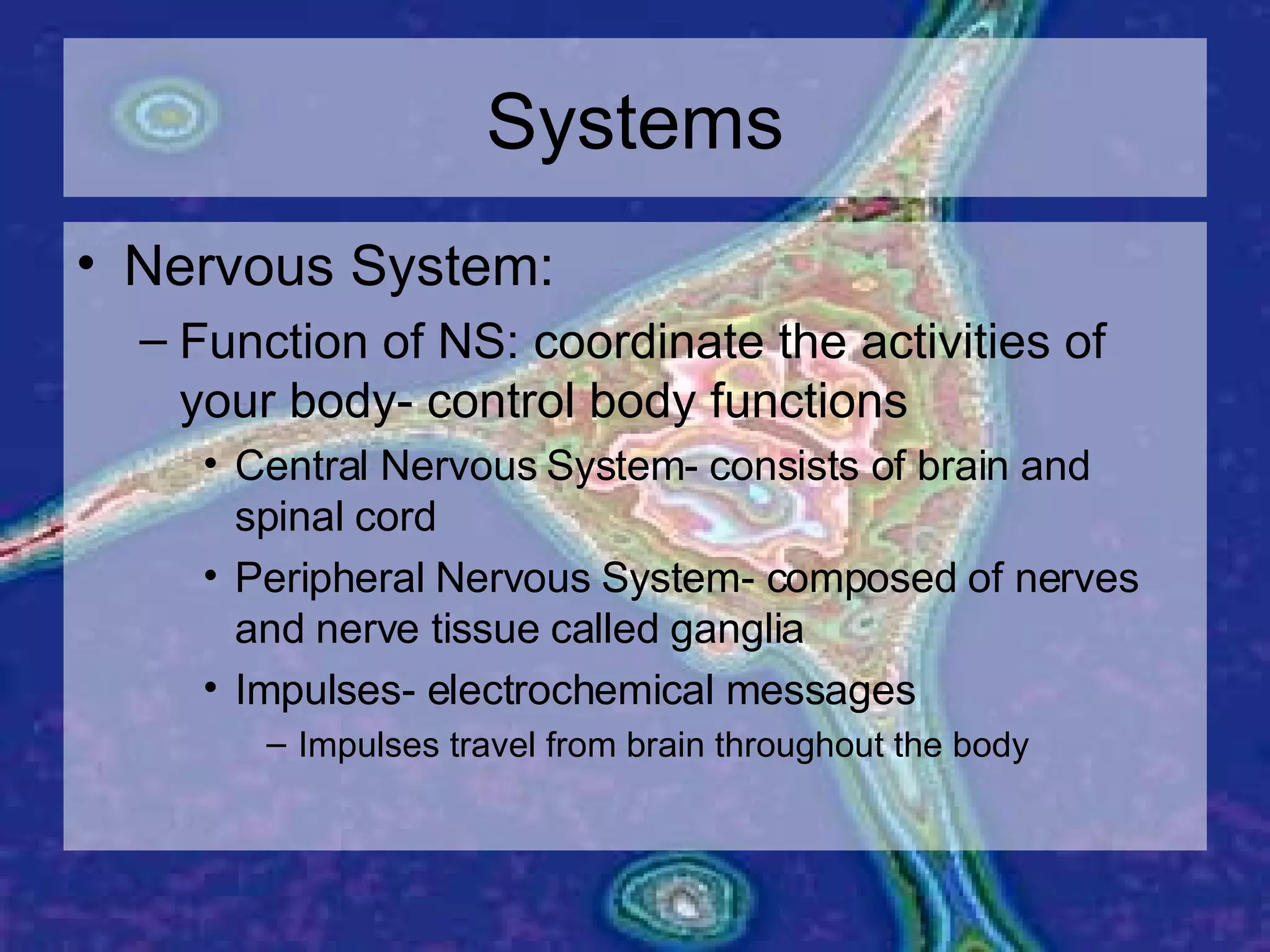 Systems Nervous System: Function of NS: coordinate the activities of your body- control body functions Central Nervous System- consists of brain and spinal cord Peripheral Nervous System- composed of nerves and nerve tissue called ganglia Impulses- electrochemical messages Impulses travel from brain throughout the body 