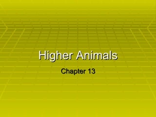Higher Animals Chapter 13 