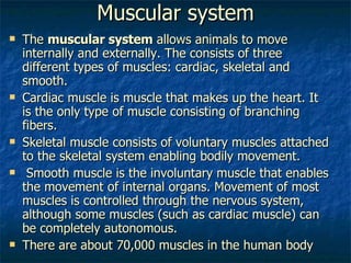 Muscular system The  muscular system  allows animals to move internally and externally. The consists of three different types of muscles: cardiac, skeletal and smooth.  Cardiac muscle is muscle that makes up the heart. It is the only type of muscle consisting of branching fibers.  Skeletal muscle consists of voluntary muscles attached to the skeletal system enabling bodily movement. Smooth muscle is the involuntary muscle that enables the movement of internal organs. Movement of most muscles is controlled through the nervous system, although some muscles (such as cardiac muscle) can be completely autonomous. There are about 70,000 muscles in the human body  