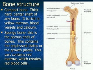 Bone structure Compact bone- Thick hard, center shaft of any bone.  It is rich in yellow marrow, blood vessels and calcium. Spongy bone- this is the porous ends of bones.  This contains the epiphyseal plates or the growth plates. This part contains red marrow, which creates red blood cells.  