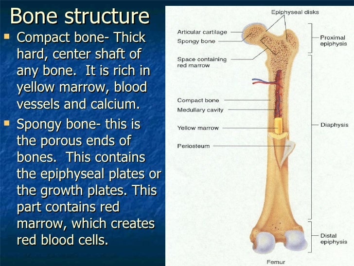Chapter 17-human structure
