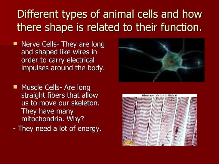 Cells