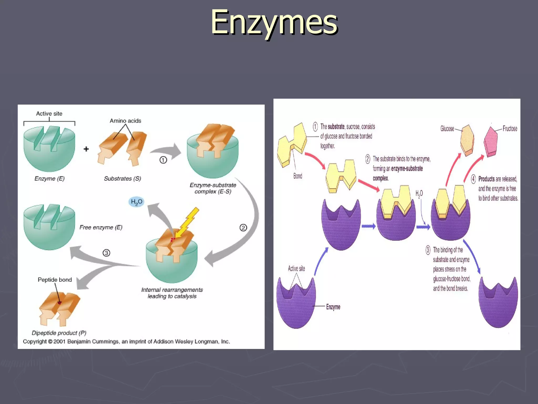 Enzymes 