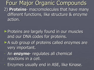Four Major Organic Compounds 2)  Proteins - macromolecules that have many different functions, like structure & enzyme action. Proteins are largely found in our muscles and our DNA codes for proteins. A sub group of proteins called enzymes are very important. An  enzyme - regulates all chemical reactions in a cell. Enzymes usually end in ASE, like Kinase.  