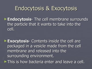 Endocytosis & Exocytosis Endocytosis - The cell membrane surrounds the particle that it wants to take into the cell. Exocytosis - Contents inside the cell are packaged in a vesicle made from the cell membrane and released into the surrounding environment. This is how bacteria enter and leave a cell. 