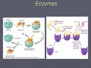 Enzymes 