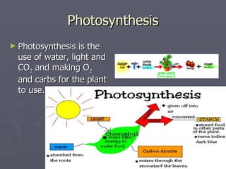 Photosynthesis Photosynthesis is the use of water, light and CO 2  and making O 2  and carbs for the plant to use. 