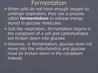 Fermentation When cells do not have enough oxygen to undergo respiration, they use a process called  fermentation  to release energy stored in glucose molecules. Just like respiration, fermentation begins in the cytoplasm of a cell and carbohydrates are broken down into glucose. However, in fermentation, glucose does not move into the mitochondria and glucose must be broken down in the cytoplasm instead. 