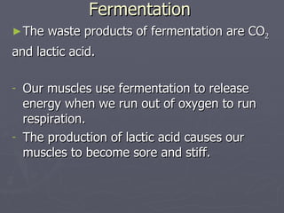 Fermentation The waste products of fermentation are CO 2 and lactic acid. Our muscles use fermentation to release energy when we run out of oxygen to run respiration. The production of lactic acid causes our muscles to become sore and stiff. 