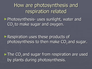How are photosynthesis and respiration related Photosynthesis- uses sunlight, water and CO 2  to make sugar and oxygen. Respiration uses these products of photosynthesis to then make CO 2  and sugar. The CO 2  and sugar from respiration are used by plants during photosynthesis. 