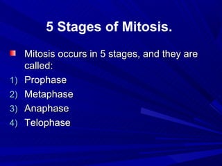 5 Stages of Mitosis.
     Mitosis occurs in 5 stages, and they are
     called:
1)   Prophase
2)   Metaphase
3)   Anaphase
4)   Telophase
 