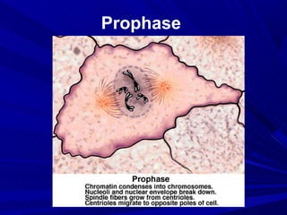Prophase
 