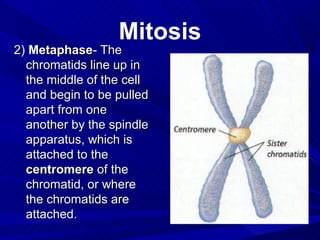 Mitosis
2) Metaphase- The
  chromatids line up in
  the middle of the cell
  and begin to be pulled
  apart from one
  another by the spindle
  apparatus, which is
  attached to the
  centromere of the
  chromatid, or where
  the chromatids are
  attached.
 