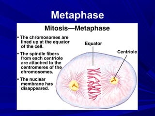 Metaphase
 