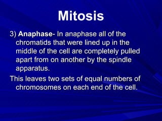 Mitosis
3) Anaphase- In anaphase all of the
  chromatids that were lined up in the
  middle of the cell are completely pulled
  apart from on another by the spindle
  apparatus.
This leaves two sets of equal numbers of
  chromosomes on each end of the cell.
 