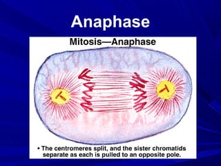 Anaphase
 