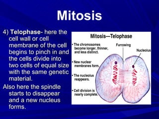 Mitosis
4) Telophase- here the
  cell wall or cell
  membrane of the cell
  begins to pinch in and
  the cells divide into
  two cells of equal size
  with the same genetic
  material.
Also here the spindle
  starts to disappear
  and a new nucleus
  forms.
 