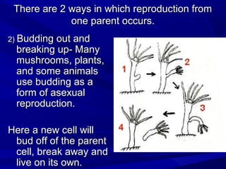 There are 2 ways in which reproduction from
             one parent occurs.
2) Buddingout and
 breaking up- Many
 mushrooms, plants,
 and some animals
 use budding as a
 form of asexual
 reproduction.

Here a new cell will
 bud off of the parent
 cell, break away and
 live on its own.
 