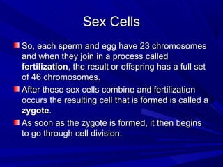 Sex Cells
So, each sperm and egg have 23 chromosomes
and when they join in a process called
fertilization, the result or offspring has a full set
of 46 chromosomes.
After these sex cells combine and fertilization
occurs the resulting cell that is formed is called a
zygote.
As soon as the zygote is formed, it then begins
to go through cell division.
 