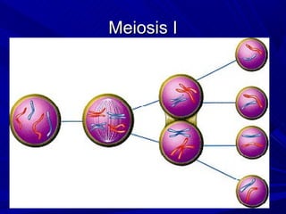 Meiosis I
 