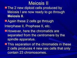 Meiosis II
  The 2 new diploid cells produced by
  Meiosis I are now ready to go through
  Meiosis II.
  Again these 2 cells go through
Interphase II, Prophase II, etc.
  However, here the chromatids are
  separated from the centromere by the
  spindle apparatus.
  This separation of the chromatids in these
  2 cells produces 4 new sex cells that only
  contain 23 chromosomes.
 