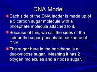 DNA Model
Each side of the DNA ladder is made up of
a 5 carbon sugar molecule with a
phosphate molecule attached to it.
Because of this, we call the sides of the
ladder the sugar-phosphate backbone of
DNA.
The sugar here in the backbone is a
deoxyribose sugar. Meaning it has 2
oxygen molecules and a ribose sugar.
 