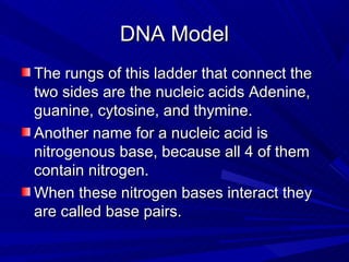 DNA Model
The rungs of this ladder that connect the
two sides are the nucleic acids Adenine,
guanine, cytosine, and thymine.
Another name for a nucleic acid is
nitrogenous base, because all 4 of them
contain nitrogen.
When these nitrogen bases interact they
are called base pairs.
 