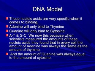DNA Model
These nucleic acids are very specific when it
comes to binding.
Adenine will only bind to Thymine
Guanine will only bind to Cytosine
A-T & G-C We now this because when
scientists measured the amounts of these
nucleic acids they found that in every cell the
amount of Adenine was always the same as the
amount of thymine.
 And the amount of Guanine was always equal
to the amount of cytosine
 