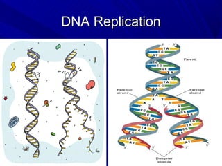 DNA Replication
 