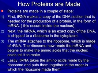How Proteins are Made
     Proteins are made in a couple of steps:
1)   First, tRNA makes a copy of the DNA section that is
     needed for the production of a protein, in the form of
     mRNA. ( this occurs inside the nucleus)
2)   Next, the mRNA, which is an exact copy of the DNA,
     is shipped to a ribosome in the cytoplasm.
3)   The mRNA attaches to the ribosome, which is made
     of rRNA. The ribosome now reads the mRNA and
     begins to make the amino acids that the nucleic
     acids tell it to make.
4)   Lastly, tRNA takes the amino acids made by the
     ribosome and puts them together in the order in
     which the ribosome made them.
 