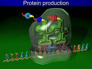 Protein production
 