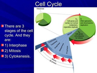 Cell Cycle


There are 3
stages of the cell
cycle. And they
are:
1) Interphase
2) Mitosis
3) Cytokenesis.
 
