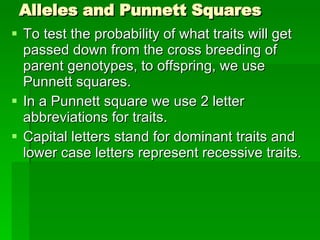 Alleles and Punnett Squares To test the probability of what traits will get passed down from the cross breeding of parent genotypes, to offspring, we use Punnett squares. In a Punnett square we use 2 letter abbreviations for traits. Capital letters stand for dominant traits and lower case letters represent recessive traits. 