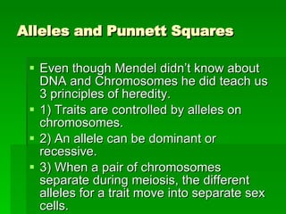 Alleles and Punnett Squares Even though Mendel didn’t know about DNA and Chromosomes he did teach us 3 principles of heredity. 1) Traits are controlled by alleles on chromosomes. 2) An allele can be dominant or recessive. 3) When a pair of chromosomes separate during meiosis, the different alleles for a trait move into separate sex cells. 