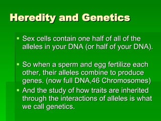 Heredity and Genetics Sex cells contain one half of all of the alleles in your DNA (or half of your DNA).  So when a sperm and egg fertilize each other, their alleles combine to produce genes. (now full DNA,46 Chromosomes) And the study of how traits are inherited through the interactions of alleles is what we call genetics. 