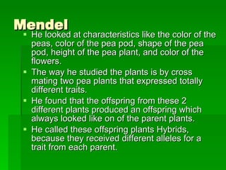 Mendel He looked at characteristics like the color of the peas, color of the pea pod, shape of the pea pod, height of the pea plant, and color of the flowers. The way he studied the plants is by cross mating two pea plants that expressed totally different traits. He found that the offspring from these 2 different plants produced an offspring which always looked like on of the parent plants. He called these offspring plants Hybrids, because they received different alleles for a trait from each parent.  