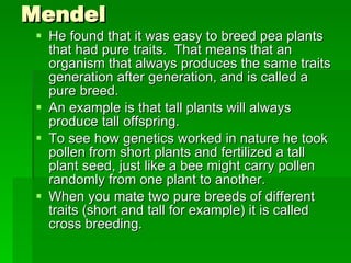Mendel He found that it was easy to breed pea plants that had pure traits.  That means that an organism that always produces the same traits generation after generation, and is called a pure breed. An example is that tall plants will always produce tall offspring. To see how genetics worked in nature he took pollen from short plants and fertilized a tall plant seed, just like a bee might carry pollen randomly from one plant to another. When you mate two pure breeds of different traits (short and tall for example) it is called cross breeding. 