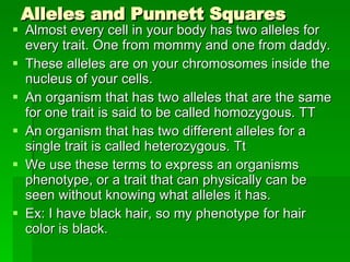 Alleles and Punnett Squares Almost every cell in your body has two alleles for every trait. One from mommy and one from daddy. These alleles are on your chromosomes inside the nucleus of your cells. An organism that has two alleles that are the same for one trait is said to be called homozygous. TT An organism that has two different alleles for a single trait is called heterozygous. Tt We use these terms to express an organisms phenotype, or a trait that can physically can be seen without knowing what alleles it has. Ex: I have black hair, so my phenotype for hair color is black. 