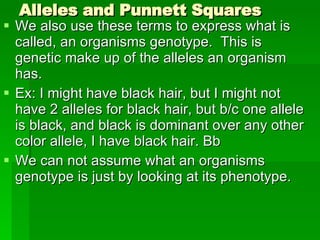 Alleles and Punnett Squares We also use these terms to express what is called, an organisms genotype.  This is genetic make up of the alleles an organism has. Ex: I might have black hair, but I might not have 2 alleles for black hair, but b/c one allele is black, and black is dominant over any other color allele, I have black hair. Bb We can not assume what an organisms genotype is just by looking at its phenotype. 