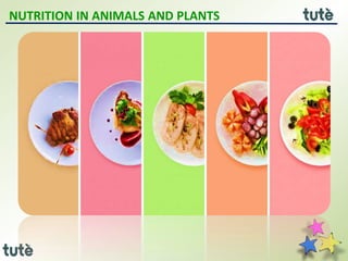 NUTRITION IN ANIMALS AND PLANTS
 