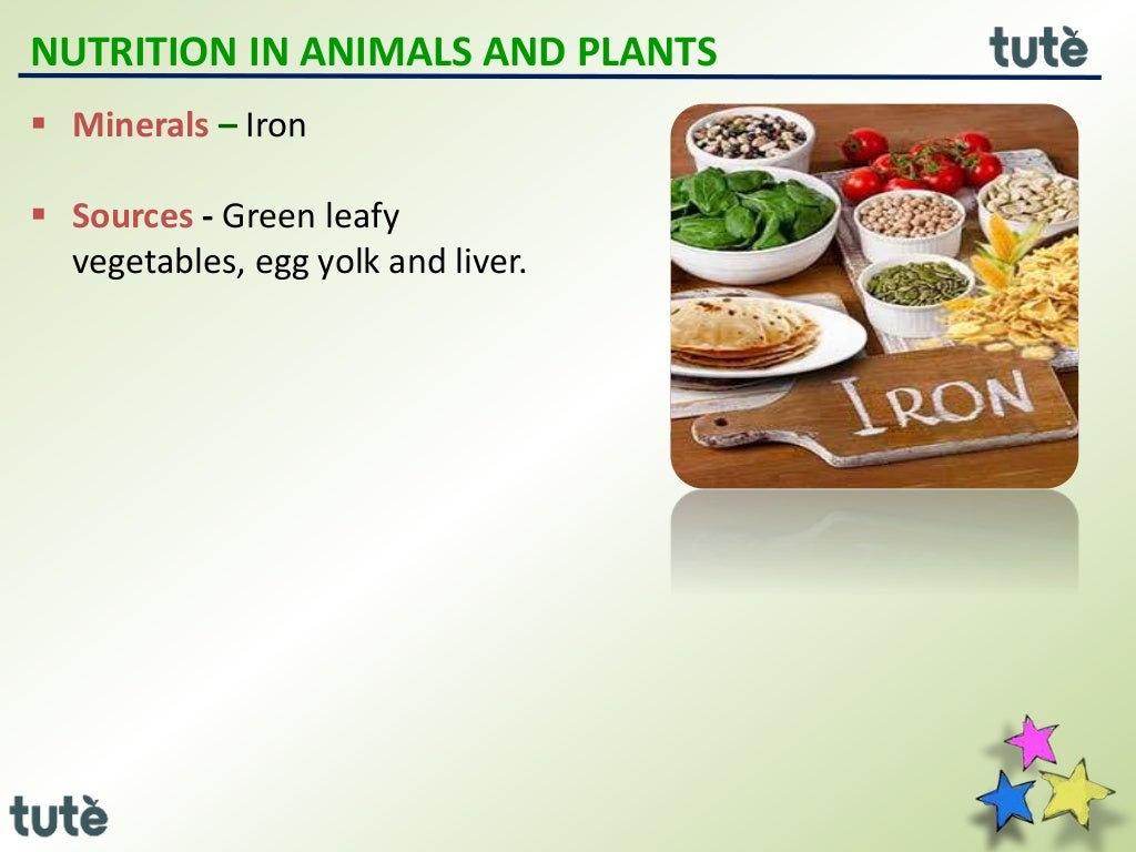 7th icse biology Nutrition in Animals and Plants