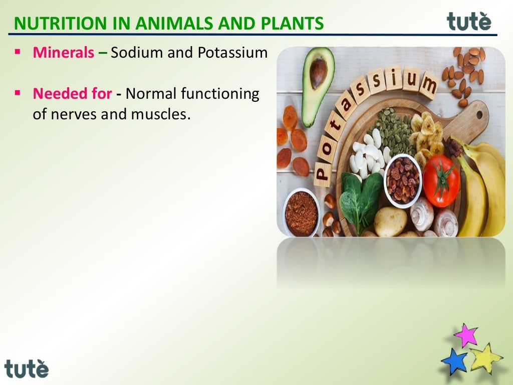 7th icse biology Nutrition in Animals and Plants